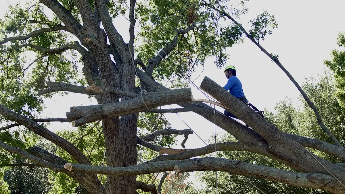 Professional Hazardous Tree Removal performed by certified arborists in Charenton