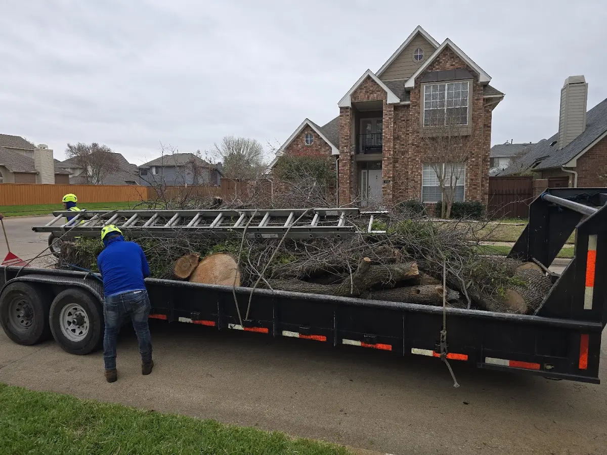 Expert Deadwooding with proper safety equipment in Charenton